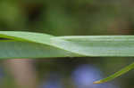 Awlfruit sedge